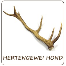 hertengeweien voor de hond